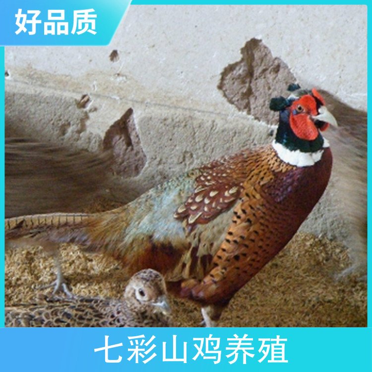 7e1eca9c9e60e6b463fc4d4bebcb97b9_u=4032740428,2472518495&fm=199&app=68&f=JPEG_w=750&h=750&s=28925795CC5B6EC4329929200300F0D2.jpg